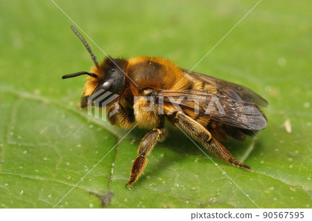 Closeup on a female Willughby's Leafcutter Bee, Megachile willughbiella sitting on a green leaf in the field 90567595