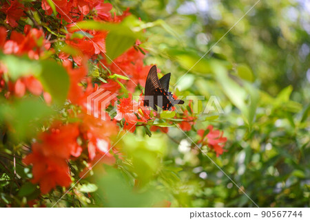 Male Alpine Black Swallowtail (Summer type) 90567744