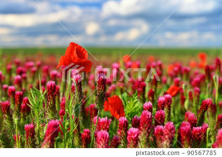 Summer nature - concept. Beautiful landscape with red poppy flowers and sunny day with blue sky. Summer nature - concept. Beautiful landscape with red poppy flowers and sunny day with blue sky. 90567785