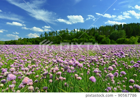 Landscape with purple chives flowers. Summer sunny day with sun, blue sky and colorful nature background. Landscape with purple chives flowers. Summer sunny day with sun, blue sky and colorful nature background. 90567786