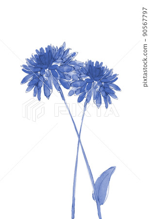 Two calendula gold flowers Calendula Royal Copenhagen style [Hand-painted watercolor] White background Transparent background 90567797