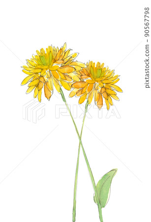 兩朵金盞花金盞花【手繪水彩】白底透明背景 90567798