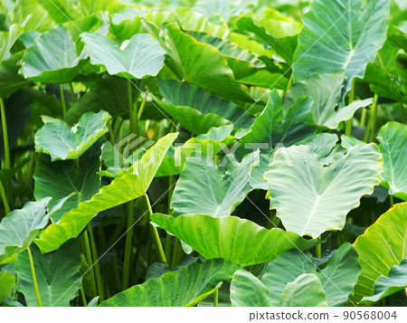 Green leaves pattern of water plant, Colocasia esculenta ( Linn. ) Schott growing with Typha angustifolia, tropical pond plant under direct sunlight on a sunny day in natural wetland Green leaves pattern of water plant, Colocasia esculenta ( Linn. ) Schott growing with Typha angustifolia, tropical pond plant under direct sunlight on a sunny day in natural wetland 90568004