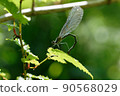 Damselfly resting its wings 90568029