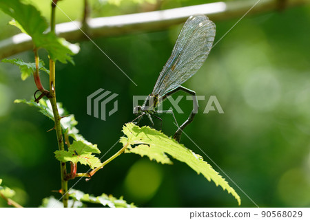 Damselfly resting its wings Damselfly resting its wings 90568029