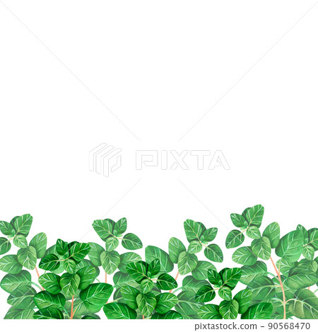 An oregano banner. Watercolor illustration. Isolated on a white background. For your design. 90568470