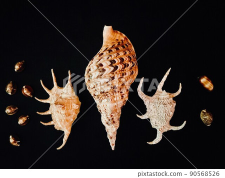 Various shellfish centered on conch shells 90568526