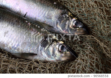 Herring on net 90568558