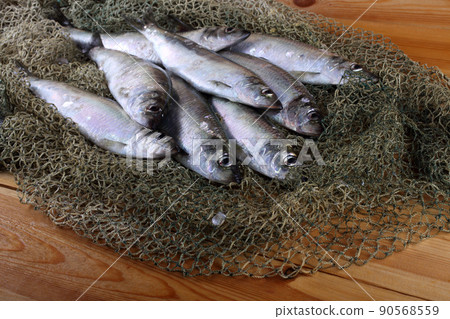 Herring on net 90568559