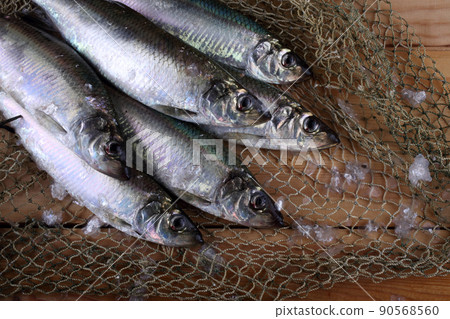 Herring on net 90568560