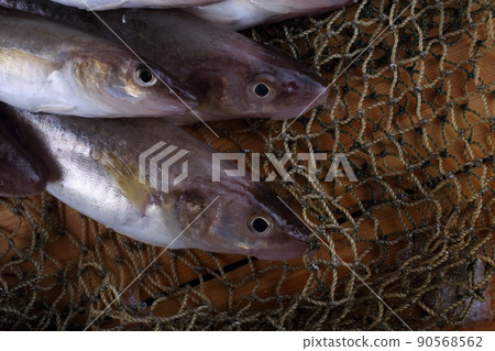 Saffron cod on net Saffron cod on net 90568562