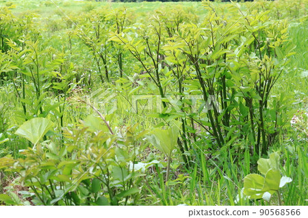 Udo Udo's young leaves, wild plants, wild plants Udo Udo's young leaves, wild plants, wild plants 90568566