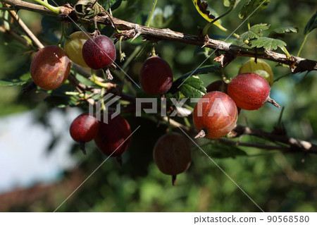 Growing gooseberry 90568580