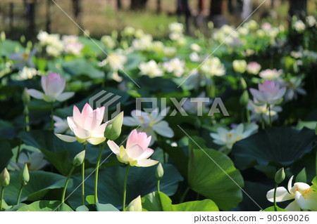 池塘里的荷花盛開 池塘里的荷花盛開 90569026