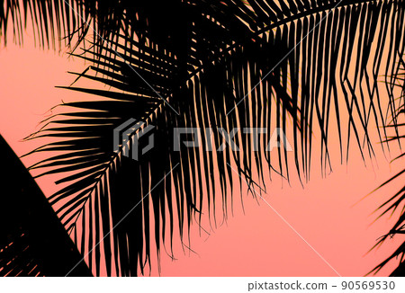Silhouette of palm tree with sunset sky Silhouette of palm tree with sunset sky 90569530