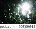 陽光穿過森林 90569643