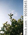 天空和樹葉 90569645