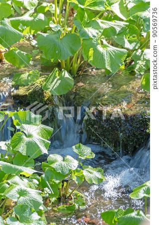 Wasabi cultivated in a clear stream (Sekiganecho, Kurayoshi City) 90569736