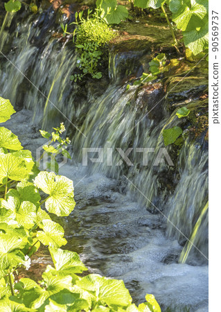 Wasabi cultivated in a clear stream (Sekiganecho, Kurayoshi City) 90569737