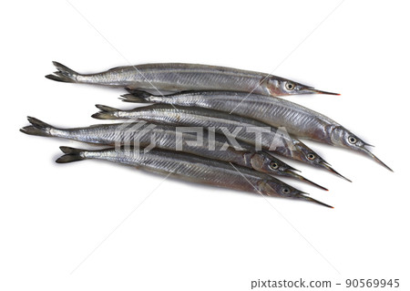 Garfish isolated on white 90569945