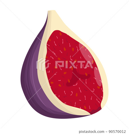 Half of fig isolated on white background. Flat vector illustration 90570012
