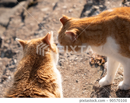 Qingdao cat kissing 90570108