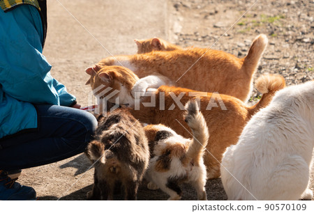 Qingdao cat begging tourists for food 90570109