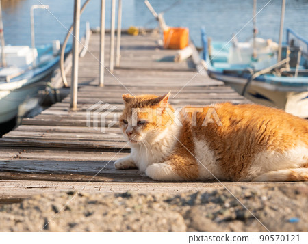 青島貓在碼頭休息 90570121