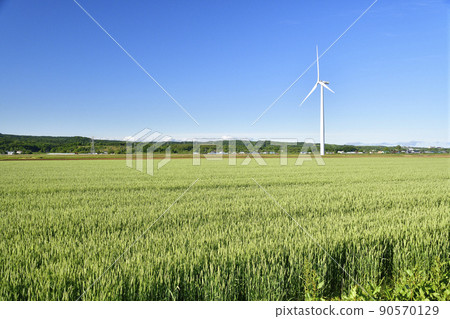 Photographing the scenery of an autumn-sown wheat field that grew lushly in Esashi-cho, Hokkaido in early summer 90570129