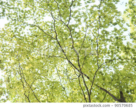 Sunbeams through Acer japonicum 90570685