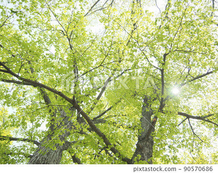 Sunbeams through the linden 90570686