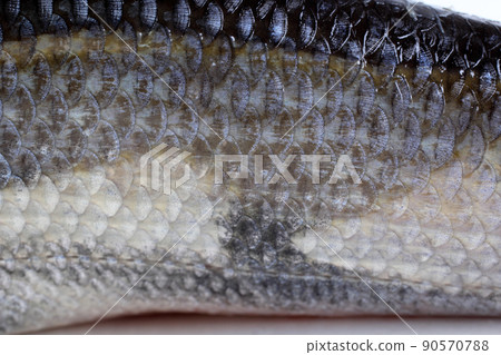Rudd fish scales background Rudd fish scales background 90570788