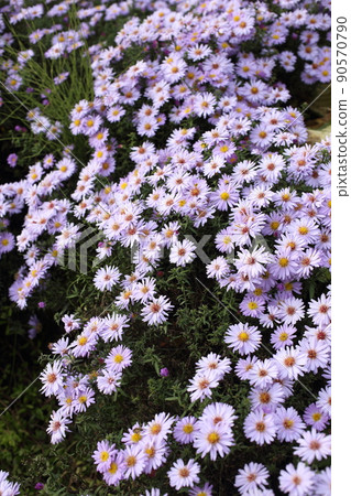 Violet chrysanthemums background Violet chrysanthemums background 90570790