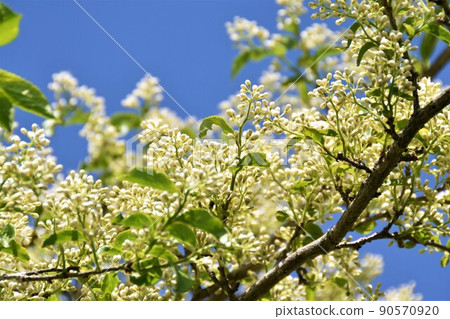 Symplocos sawafusa flowers (buds) Symplocos sawafusa flowers (buds) 90570920