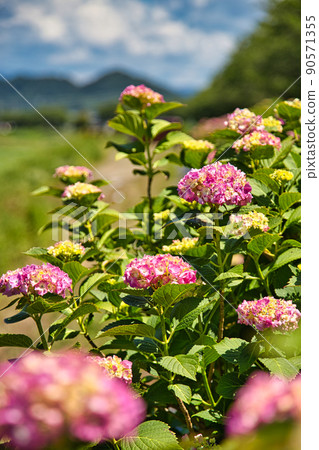 繡球 90571355