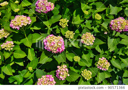 hydrangea hydrangea 90571366