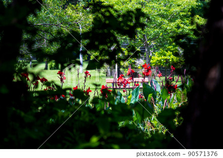 雨季盛開的美麗水景箱之宮公園 90571376