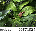 Snail on a leaf that gets wet in the rain Rainy season image 90571525