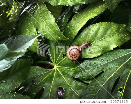 Snail on a leaf that gets wet in the rain Rainy season image 90571525