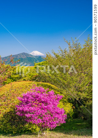 (Kanagawa Prefecture) Mt. Fuji seen from Hakone Onshi Park where azaleas bloom 90571599