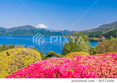 (Kanagawa Prefecture) Mt. Fuji seen from Hakone Onshi Park where azaleas bloom 90571606