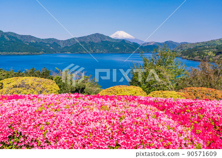 （神奈川縣）從杜鵑花盛開的箱根恩施公園看到的富士山 90571609