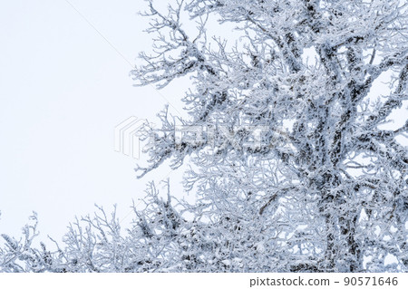 Trees covered with snow in Sabaduri forest, winter landscape Trees covered with snow in Sabaduri forest, winter landscape 90571646