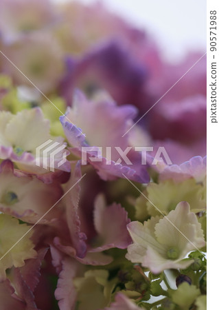 Hydrangea 0371 Hydrangea 0371 90571988