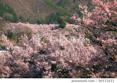 Takatomachi, Ina City, Nagano Prefecture View of Takatookohiganzakura from Takato Castle Ruins Park from a row of cherry blossom trees on the Shinshu Ina Alps Highway 90572031