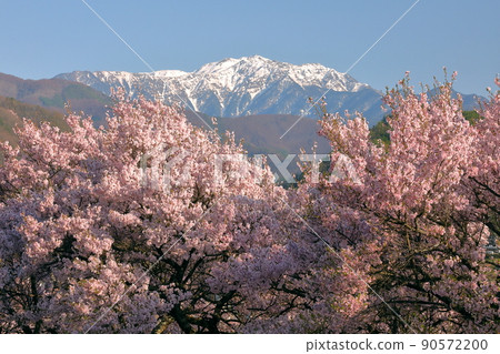 View of Mt. Senjogatake in the Southern Alps from a row of cherry blossom trees on the Shinshu Ina Alps Highway, Takatomachi, Ina City, Nagano Prefecture View of Mt. Senjogatake in the Southern Alps from a row of cherry blossom trees on the Shinshu Ina Alps Highway, Takatomachi, Ina City, Nagano Prefecture 90572200