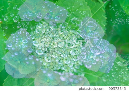 Image of rainy season Multiple exposure of hydrangea and water droplets 90572843