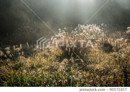 早晨日本蒲葦的美妙景色 90572857
