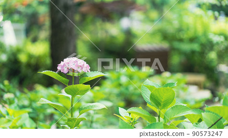 hydrangea hydrangea 90573247