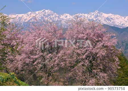 根山、小川村、上野地郡、長野櫻山、館屋番所、江戶彼岸和紅羽嫁接的櫻花、白雪覆蓋的北阿爾卑斯 90573758